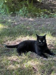 Lost Female Cat last seen Van Trojen Rd, Chimacum, WA 98325