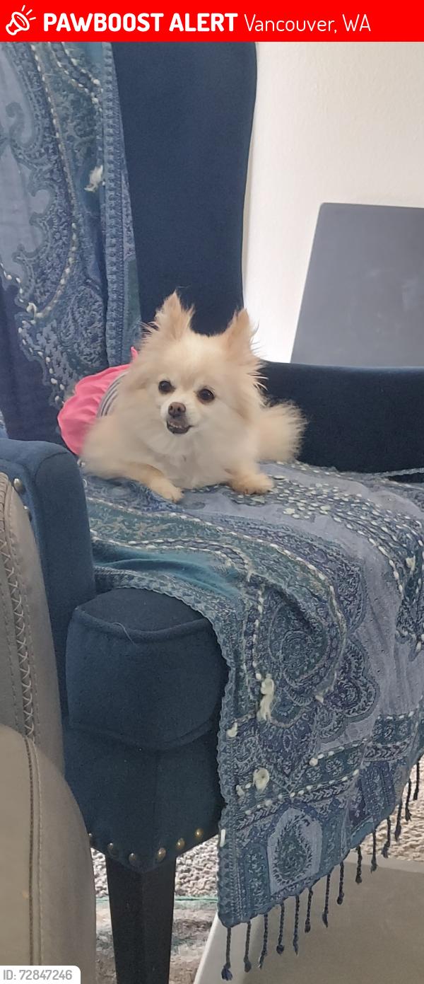 Lost Female Dog last seen Mill plain and Ogden ave., Vancouver, WA 98661