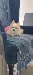 Lost Female Dog last seen Mill plain and Ogden ave., Vancouver, WA 98661
