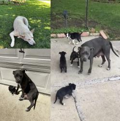 Found/Stray Female Dog last seen Lake June Rd, Jim Miller Rd, Dallas, TX 75217