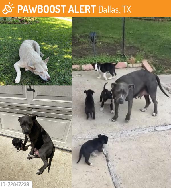 Found/Stray Female Dog last seen Lake June Rd, Jim Miller Rd, Dallas, TX 75217