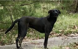 Reunited Male Dog last seen Hidden Cove Rd & U.S. 190, Point Blank, Texas, USA, San Jacinto County, TX 77364