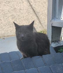 Found/Stray Unknown Cat last seen 3rd and Walker , Augusta, GA 30901