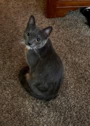 Lost Female Cat last seen Lost pet! Last seen Canyon Rim Park - West Pavilio, Millcreek, UT 84109