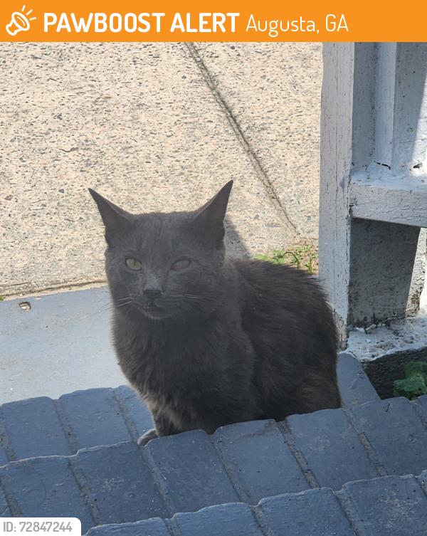 Found/Stray Unknown Cat last seen 3rd and Walker , Augusta, GA 30901