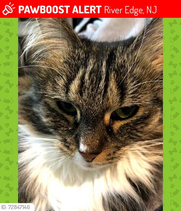 Found/Stray Female Cat last seen continental, River Edge, NJ 07661