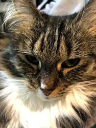 Found/Stray Female Cat last seen continental, River Edge, NJ 07661