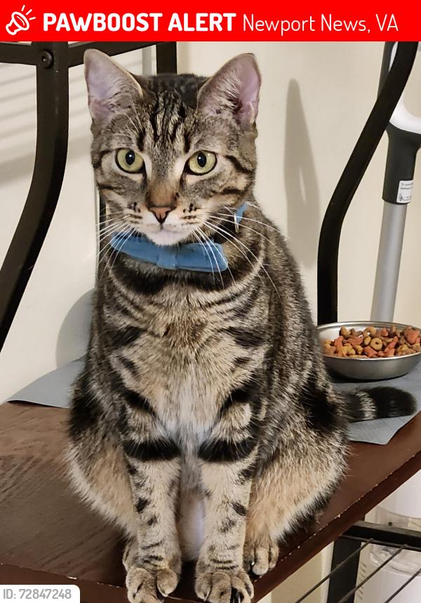 Lost Female Cat last seen Dwight rd and Woods rd, Newport News, VA 23601