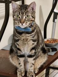 Lost Female Cat last seen Dwight rd and Woods rd, Newport News, VA 23601