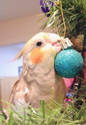 Lost Female Bird last seen Lupine and Beechnut , Hercules, CA 94547