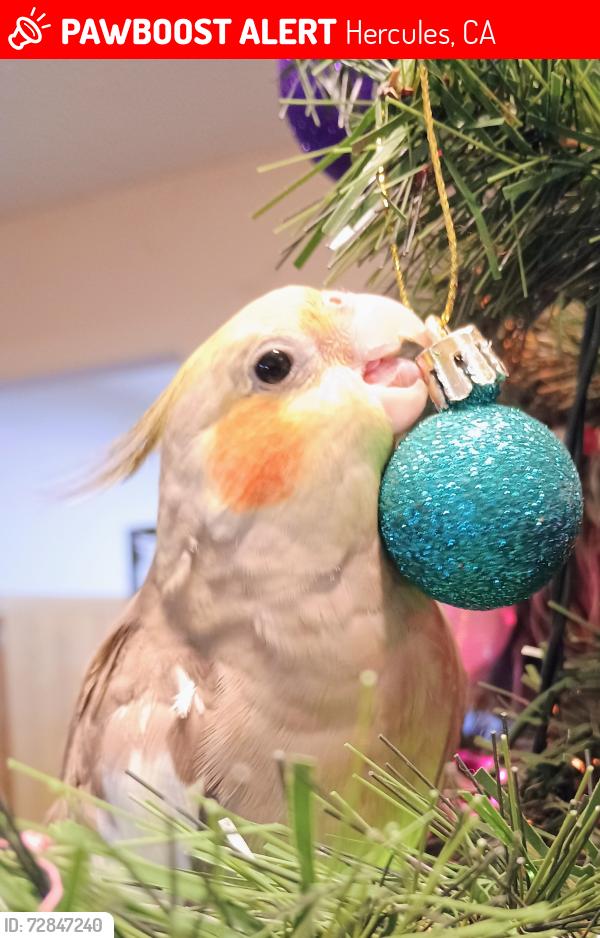 Lost Female Bird last seen Lupine and Beechnut , Hercules, CA 94547
