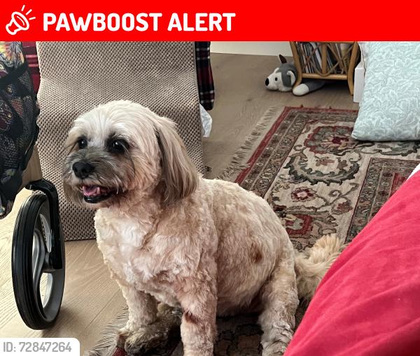 Lost Female Dog last seen More Mesa, Eastern Goleta Valley, CA 93110