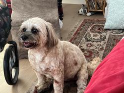 Lost Female Dog last seen More Mesa, Eastern Goleta Valley, CA 93110