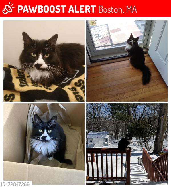 Lost Female Cat last seen Ramsdell street and Navarre Street, Boston, MA 02136