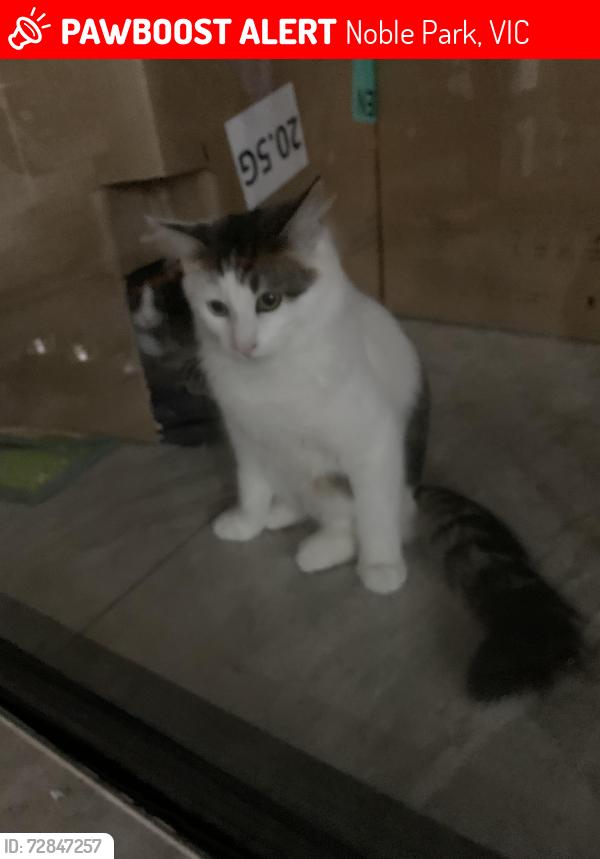 Lost Male Cat last seen Buckley Street, Noble Park, Noble Park, VIC 3174