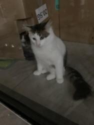 Lost Male Cat last seen Buckley Street, Noble Park, Noble Park, VIC 3174