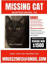 Lost Male Cat last seen EVENTIDE DRIVE, Murfreesboro, TN 37129