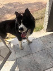 Found/Stray Unknown Dog last seen Near St Ave Indian School Rd , Phoenix, AZ 85033