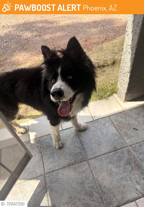 Found/Stray Unknown Dog last seen Near St Ave Indian School Rd , Phoenix, AZ 85033