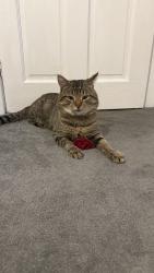 Lost Male Cat last seen Tamar street, BD5, Bradford, England 
