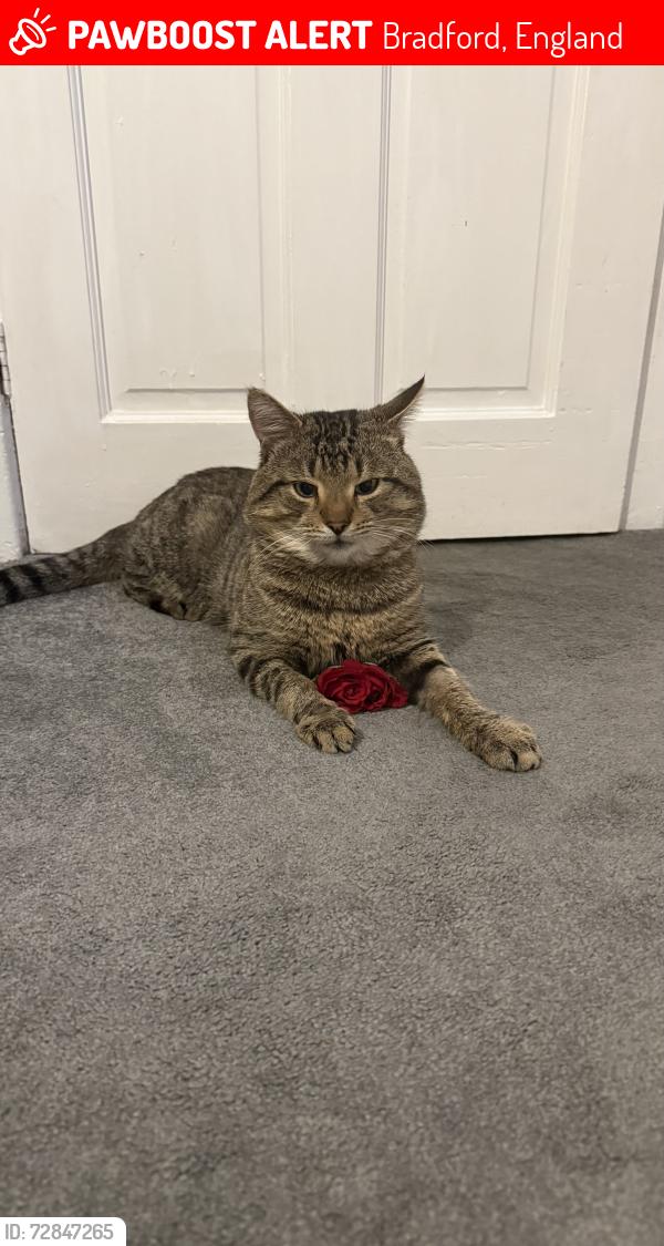 Lost Male Cat last seen Tamar street, BD5, Bradford, England 
