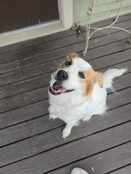 Found/Stray Unknown Dog last seen S Ferry St and S 10th St, Tacoma, WA 98405
