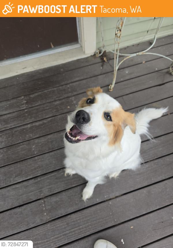 Found/Stray Unknown Dog last seen S Ferry St and S 10th St, Tacoma, WA 98405