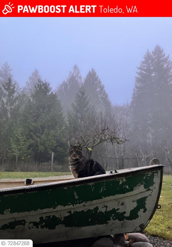 Lost Male Cat last seen Gated community , Toledo, WA 98591