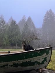 Lost Male Cat last seen Gated community , Toledo, WA 98591