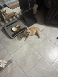 Lost Female Dog last seen Oakey & Spencer, Las Vegas, NV 89104
