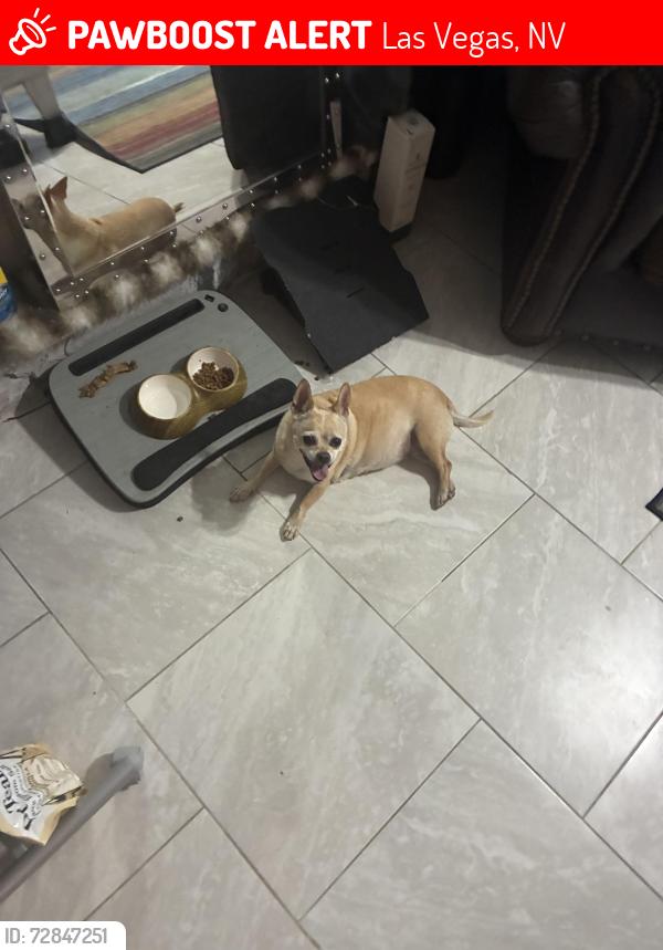 Lost Female Dog last seen Oakey & Spencer, Las Vegas, NV 89104