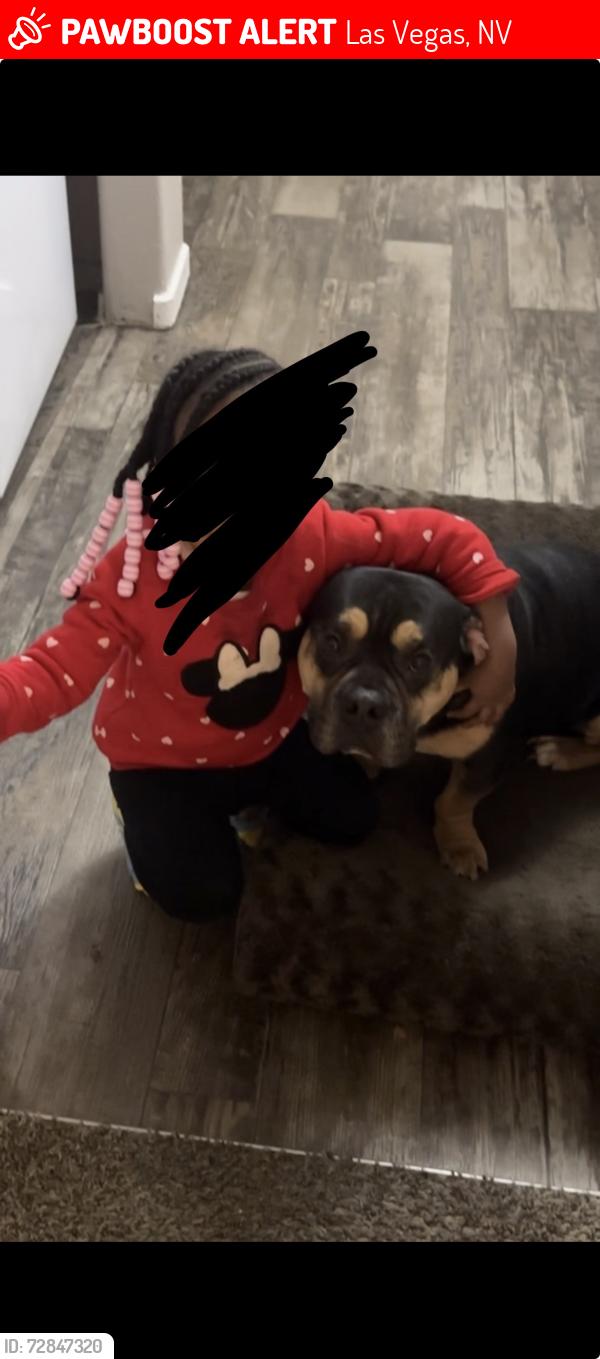 Lost Male Dog last seen N 28th St near East Las Vegas library , Las Vegas, NV 89101