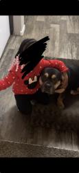 Lost Male Dog last seen N 28th St near East Las Vegas library , Las Vegas, NV 89101