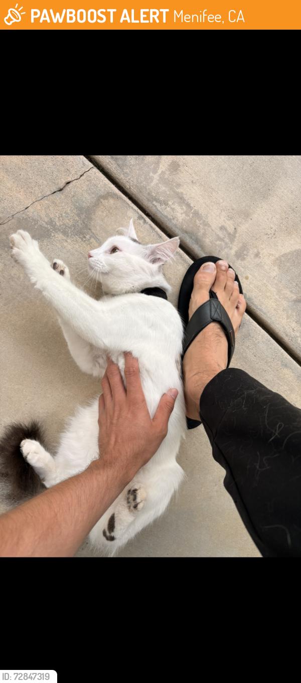Found/Stray Female Cat last seen menifee rd, Menifee, CA 92586