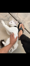 Found/Stray Female Cat last seen menifee rd, Menifee, CA 92586