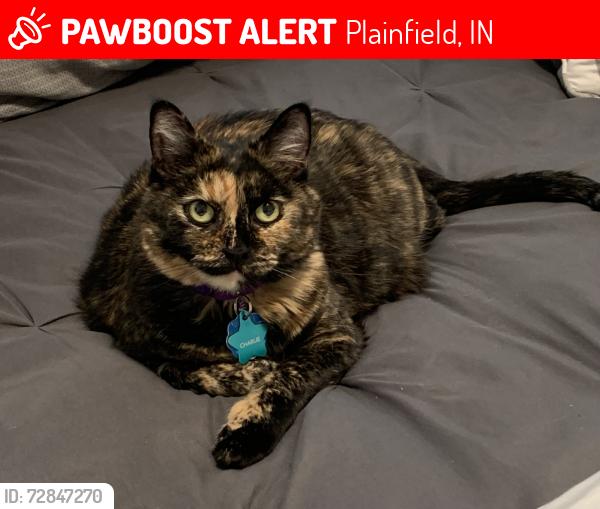 Lost Female Cat last seen Vandalia and Del Webb , Plainfield, IN 46168
