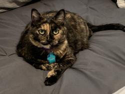 Lost Female Cat last seen Vandalia and Del Webb , Plainfield, IN 46168