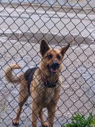 Found/Stray Unknown Dog last seen E 13th St and by the warehouse across from the Marathon gas station, Indianapolis, IN 46218