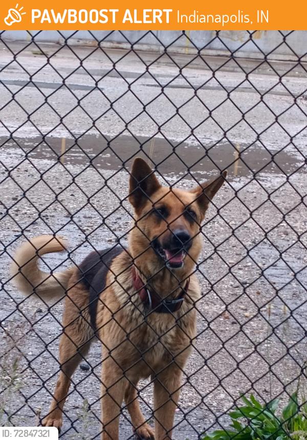 Found/Stray Unknown Dog last seen E 13th St and by the warehouse across from the Marathon gas station, Indianapolis, IN 46218