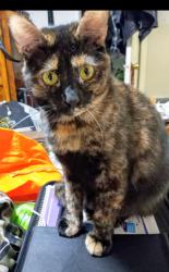 Lost Female Other last seen Blanton elementary school and n. Collins street, Arlington, TX 76010