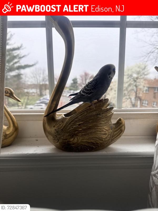Lost Male Bird last seen college dr edison nj, Edison, NJ 08817