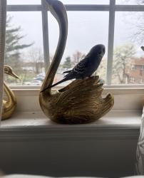 Lost Male Bird last seen college dr edison nj, Edison, NJ 08817
