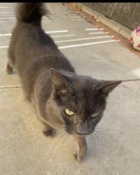 Lost Female Cat last seen Las flores , Rancho Santa Margarita, CA 92688