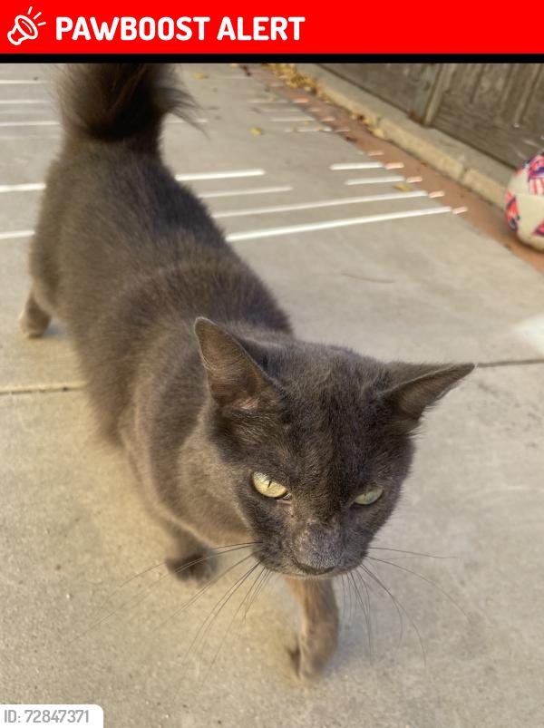Lost Female Cat last seen Las flores , Rancho Santa Margarita, CA 92688