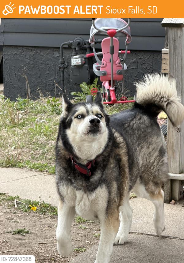 Found/Stray Unknown Dog last seen 12th and western , Sioux Falls, SD 57104