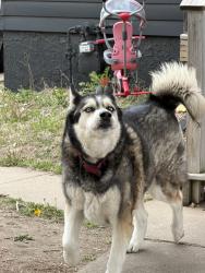 Found/Stray Unknown Dog last seen 12th and western , Sioux Falls, SD 57104