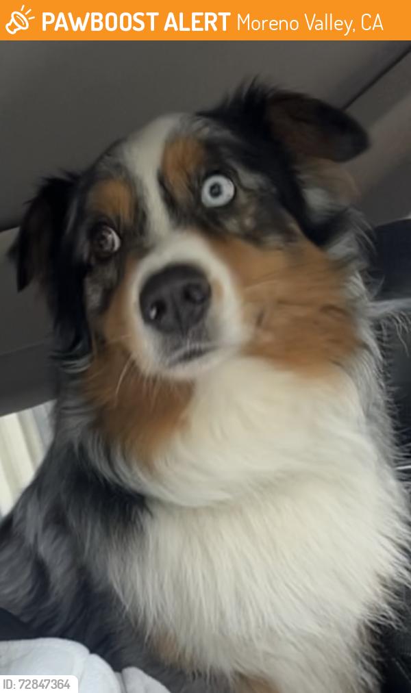 Found/Stray Unknown Dog last seen RUHS , Moreno Valley, CA 92551