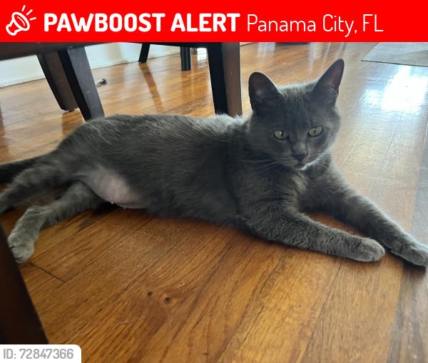 Lost Female Cat last seen Hey 98, Bay Medical , Panama City, FL 32401