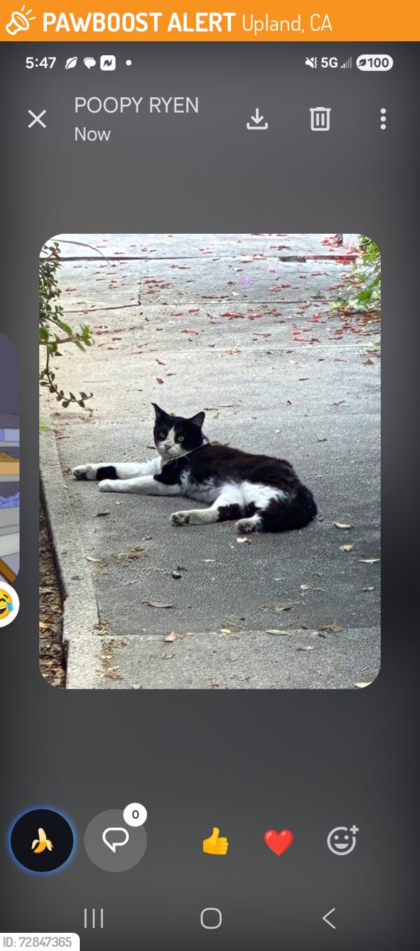 Found/Stray Male Cat last seen Campus & Arrow, Upland, CA 91786