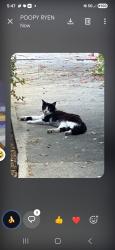 Found/Stray Male Cat last seen Campus & Arrow, Upland, CA 91786